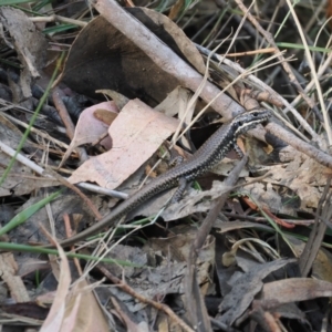 Eulamprus heatwolei at Wee Jasper, NSW - 1 Apr 2024