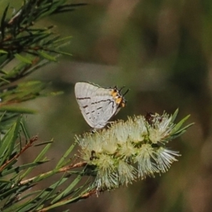 Jalmenus evagoras at Wee Jasper, NSW - 1 Apr 2024 01:02 PM