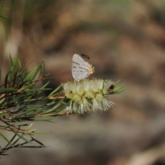 Jalmenus evagoras at Wee Jasper, NSW - 1 Apr 2024 01:02 PM