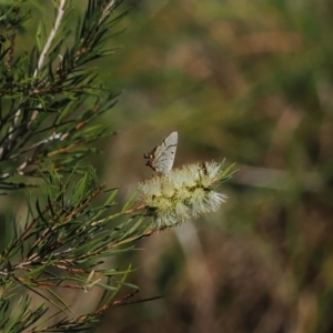 Jalmenus evagoras at Wee Jasper, NSW - 1 Apr 2024