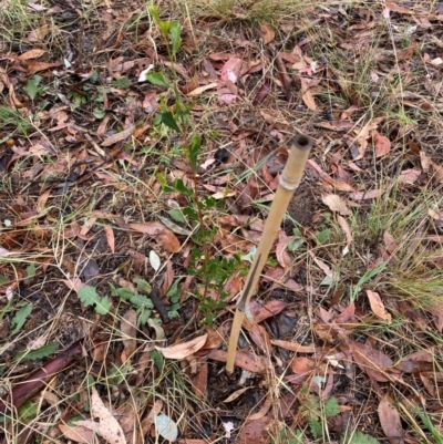 Dodonaea viscosa (Hop Bush) at Hughes Garran Woodland - 5 Apr 2024 by ruthkerruish