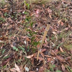 Dodonaea viscosa (Hop Bush) at Hughes Garran Woodland - 5 Apr 2024 by ruthkerruish