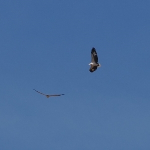 Haliaeetus leucogaster at Wee Jasper, NSW - 31 Mar 2024