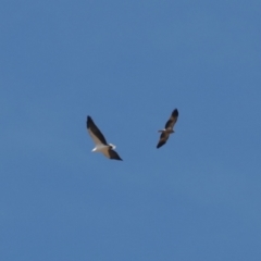 Haliastur sphenurus (Whistling Kite) at Wee Jasper, NSW - 31 Mar 2024 by RAllen