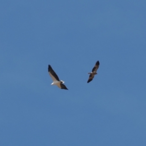 Haliastur sphenurus at Wee Jasper, NSW - 31 Mar 2024