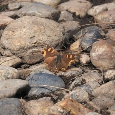 Junonia villida (Meadow Argus) at Wee Jasper, NSW - 31 Mar 2024 by RAllen