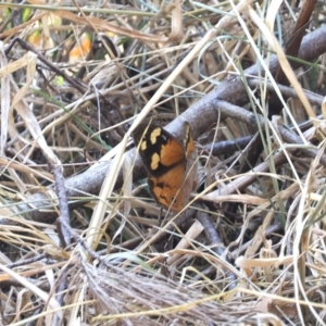 Heteronympha merope at Wee Jasper, NSW - 28 Mar 2024 02:05 PM