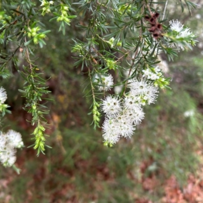 Kunzea ambigua (White Kunzea) at Cotter Reserve - 24 Nov 2023 by dwise