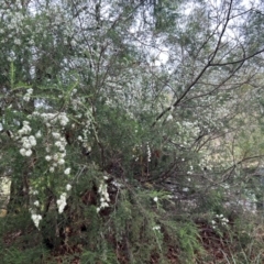 Kunzea ambigua at Cotter Reserve - suppressed