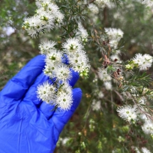 Kunzea ambigua at Cotter Reserve - suppressed