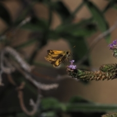 Ocybadistes walkeri (Green Grass-dart) at Wee Jasper, NSW - 28 Mar 2024 by RAllen