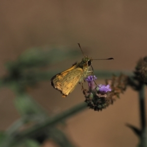 Ocybadistes walkeri at Wee Jasper, NSW - 28 Mar 2024