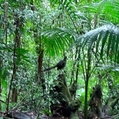 Menura novaehollandiae (Superb Lyrebird) at Valery, NSW - 6 Apr 2024 by NJ