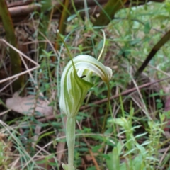 Diplodium decurvum (Summer greenhood) at QPRC LGA - 21 Feb 2024 by RobG1