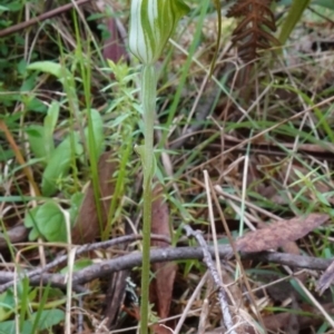 Diplodium decurvum at Tallaganda State Forest - 21 Feb 2024