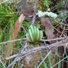 Diplodium decurvum at Tallaganda State Forest - suppressed