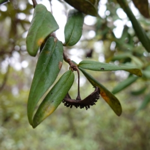 Pittosporum bicolor at QPRC LGA - suppressed