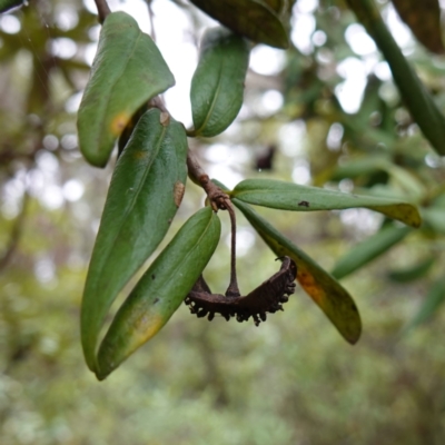 Pittosporum bicolor (Banyalla) at Tallaganda State Forest - 21 Feb 2024 by RobG1