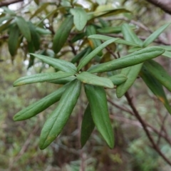 Pittosporum bicolor at QPRC LGA - suppressed