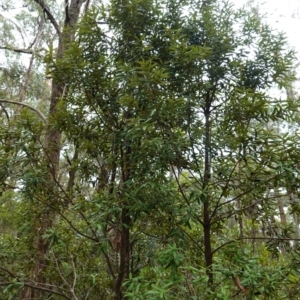 Pittosporum bicolor at QPRC LGA - suppressed