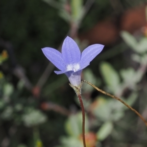 Wahlenbergia stricta subsp. stricta at Namadgi National Park - 26 Mar 2024