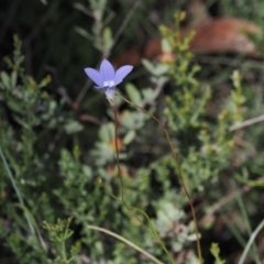Wahlenbergia stricta subsp. stricta at Namadgi National Park - 26 Mar 2024
