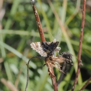 Chrysolarentia heliacaria at Namadgi National Park - 26 Mar 2024