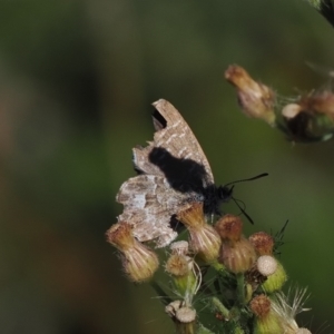 Theclinesthes serpentata at Namadgi National Park - 26 Mar 2024 03:05 PM