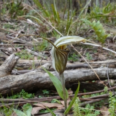 Diplodium coccinum (Scarlet Greenhood) at Tallaganda State Forest - 21 Feb 2024 by RobG1