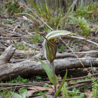 Diplodium coccinum (Scarlet Greenhood) at Tallaganda State Forest - 21 Feb 2024 by RobG1