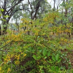 Pyracantha crenulata (Firethorn) at Mount Mugga Mugga - 6 Apr 2024 by Mike