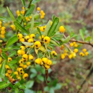 Pyracantha crenulata at Mount Mugga Mugga - 6 Apr 2024