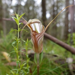 Diplodium coccinum (Scarlet Greenhood) at Tallaganda State Forest - 21 Feb 2024 by RobG1