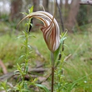 Diplodium coccinum at Tallaganda State Forest - suppressed