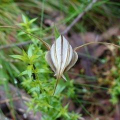 Diplodium coccinum at Tallaganda State Forest - suppressed