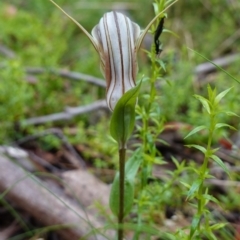 Diplodium coccinum at Tallaganda State Forest - suppressed