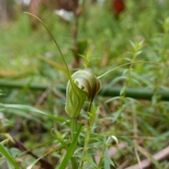 Diplodium decurvum (Summer greenhood) at QPRC LGA - 21 Feb 2024 by RobG1