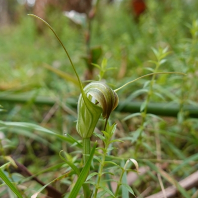 Diplodium decurvum (Summer greenhood) at Tallaganda State Forest - 21 Feb 2024 by RobG1