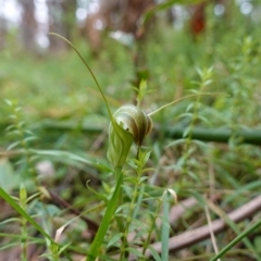 Diplodium decurvum at Tallaganda State Forest - 21 Feb 2024