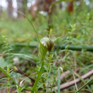 Diplodium decurvum at Tallaganda State Forest - 21 Feb 2024