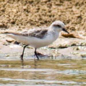 Calidris ruficollis at Breamlea, VIC - 13 Nov 2018 11:38 AM