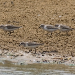 Calidris ruficollis at Breamlea, VIC - 13 Nov 2018 11:38 AM