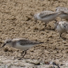 Calidris ruficollis at Breamlea, VIC - 13 Nov 2018 11:38 AM