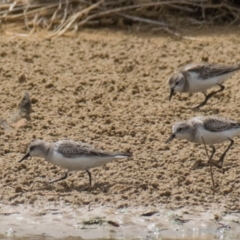 Calidris ruficollis at Breamlea, VIC - 13 Nov 2018 11:38 AM