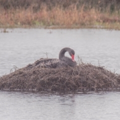 Cygnus atratus (Black Swan) at Breamlea, VIC - 7 Jun 2022 by Petesteamer