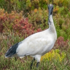 Threskiornis molucca (Australian White Ibis) at Breamlea, VIC - 13 Nov 2018 by Petesteamer