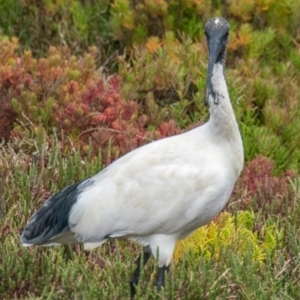 Threskiornis molucca at Breamlea, VIC - 13 Nov 2018 11:52 AM