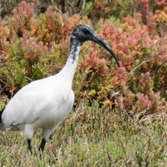 Threskiornis molucca at Breamlea, VIC - 13 Nov 2018 11:52 AM