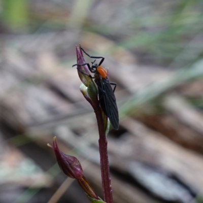 Plecia sp. (genus) at Tallaganda State Forest - 21 Feb 2024 by RobG1