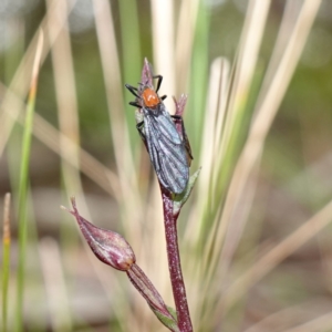 Plecia sp. (genus) at QPRC LGA - suppressed